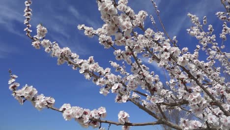 Frühlingsblumen-erblühen.-Zeitlupe