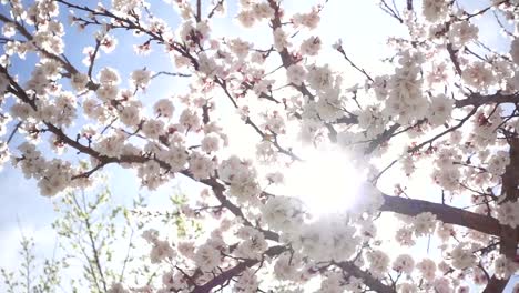 Spring-flowers-blooming.-Slow-motion