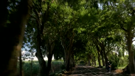 Conducción-en-la-carretera-con-árboles-y-tierras-de-cultivo-de-caña-de-azúcar-junto-con