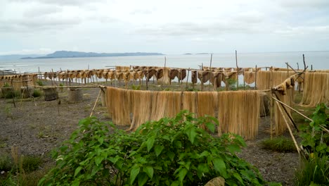 Drying-palm-fibers