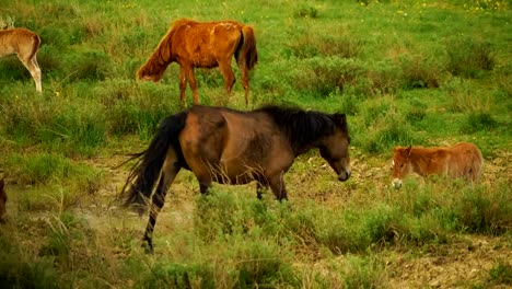 Foal-and-its-mother-in-a-sunny-meadow.-Horses-and-foal-graze-in-a-meadow.