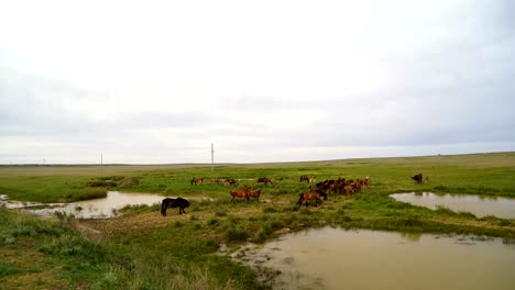 Die-Herde-Pferde-auf-einer-sonnigen-Wiese.-Auf-einer-Wiese-weiden-Pferde-und-Fohlen.