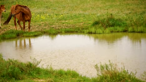 Un-caballo-rojo-cordones-hierba-en-la-orilla-de-un-lago-pequeño.-Potro-y-su-madre-en-un-prado-soleado.-Caballos-y-potro-pastan-en-una-pradera.