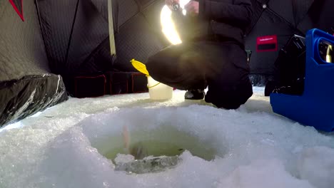 Pescador-de-hielo-pesca-en-carpa