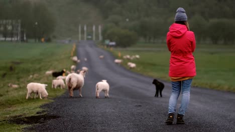 Back-view-of-young-woman-standing-on-the-road-and-looking-on-white-and-black-sheep-walking-on-it,-grazing-together