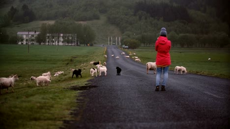 Rückansicht-des-junge-Reisende-Frau-stehend-an-der-Bergstrasse-und-Fotografieren-von-Schafen-auf-smartphone