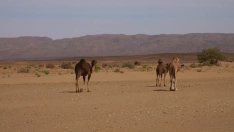 Group-of-camels-walking-in-Sahara-desert