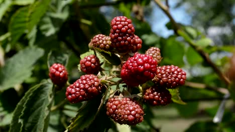 Brombeeren,-Tanzen-im-Wind