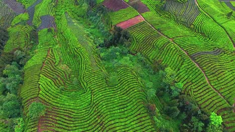 Hermoso-paisaje-en-plantaciones-de-té,-antena-4k,