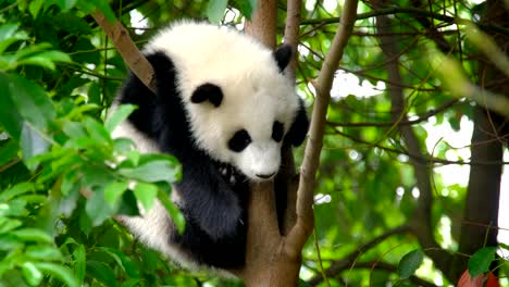 Cub-del-oso-panda-gigante-en-un-árbol