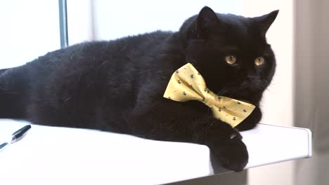 Black-cat.-Black-cat-with-yellow-bow-is-on-the-windowsill