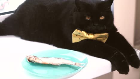 Black-cat.-Black-cat-with-yellow-bow-is-on-the-windowsill