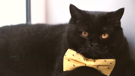 Schwarze-Katze.-Schwarze-Katze-mit-gelben-Bogen-ist-auf-der-Fensterbank