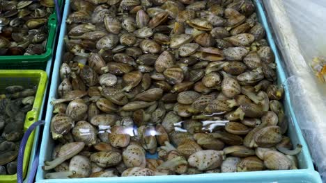 Nahaufnahme-von-live-Muscheln-auf-Chun-Yeung-Markt-in-Hong-kong