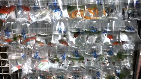 zoom-in-on-tropical-fish-in-bags-at-mongkok-markets-in-hong-kong