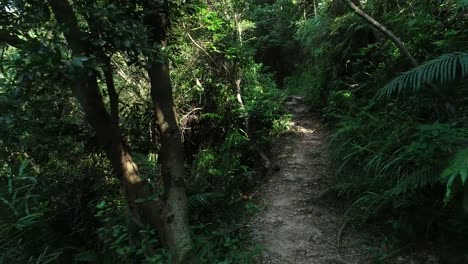 Caminando-por-un-sendero-en-el-bosque,-vía-POV-caminar-a-través-de-un-helecho-y-hierba-cubierto-de-selva-en-un-día-soleado