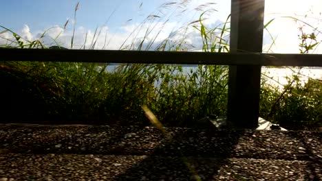 Slow-Motion-Landscape:-Plants-and-landscape-in-Hong-Kong-Tai-Mei-Tuk