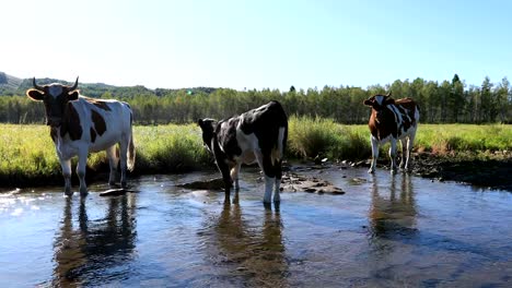 cow-passing-through-the-river-on-the-grassland