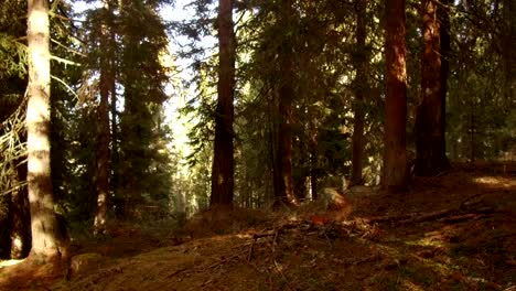 woodcutter-trees-cut-in-Alta-Badia,-Dolomites