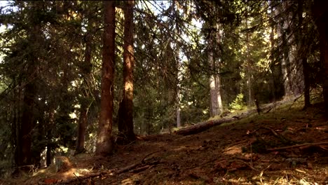 Holzfäller-Bäume-in-Alta-Badia,-Dolomiten