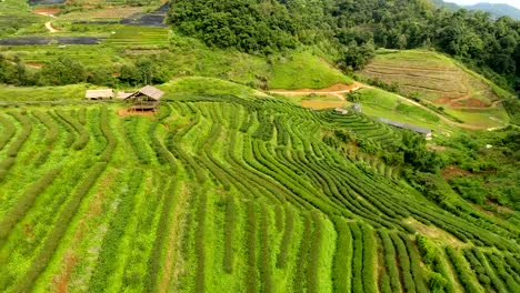 Vista-aérea-de-terraza-de-plantación-de-té-en-la-montaña.