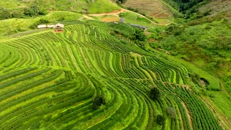 Aerial-view-of-tea-plantation-terrace-on-mountain.