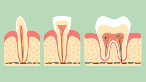 type-of-tooth-(-molar,-incisor-and-canine-)-anatomy-structure-including-the-bone-and-gum