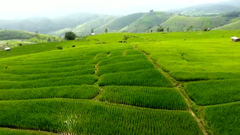 Terraza-de-campo-de-arroz-en-tierras-de-agricultura-de-montaña.