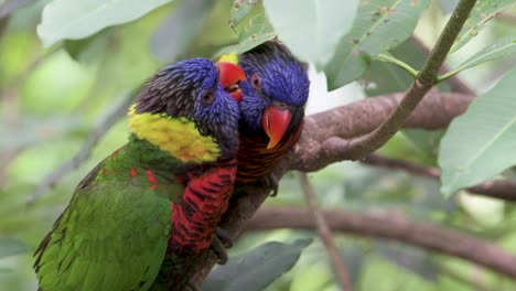 Two-parrots-sitting-in-tree-branch-and-making-love-to-each-other