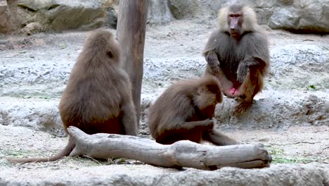 Baboons-playing-and-fighting-with-each-other