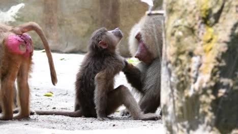 Baboons-playing-and-fighting-with-each-other