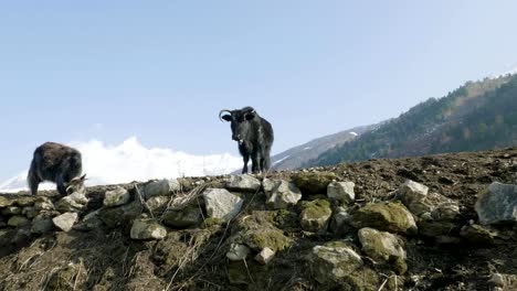 The-Himalayan-yak-eats-grass-among-the-mountains-of-Nepal.-Manaslu-circuit-trek.