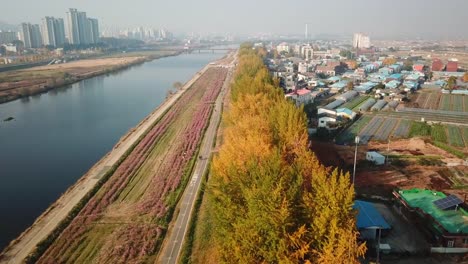 Vista-aérea-otoñal-el-bosque-en-Asan-Ginkgo-árbol-Road,-Seúl,-Corea-del-sur.