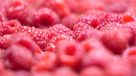 Fresh-sweet-raspberries-background.-Ripe-raspberry-dolly-shot-close-up