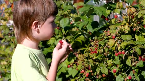 Junge-isst-Himbeeren,-reißt-es-aus-dem-Gebüsch-auf-dem-Land.