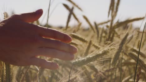 Farmer-touching-Beautiful-wheat-field-with-blue-sky-and-epic-sun-light---shot-on-RED