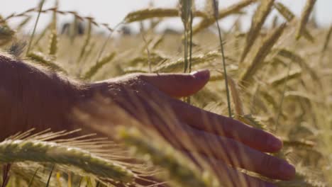 Farmer-touching-Beautiful-wheat-field-with-blue-sky-and-epic-sun-light---shot-on-RED