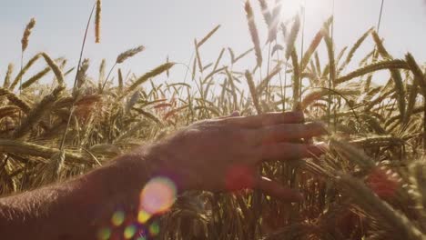 Farmer-touching-Beautiful-wheat-field-with-blue-sky-and-epic-sun-light---shot-on-RED