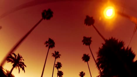 Bel-Air-Palms