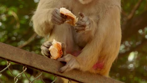 Monkey-eats-bread-roll
