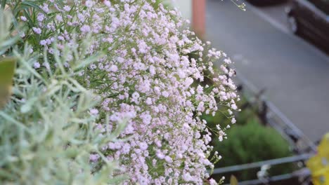 Balcony-Flowers-Over-City-Street-2