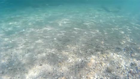 Flock-of-sea-fish