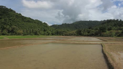 Agua-reflexión-sobre-el-arroz-campos