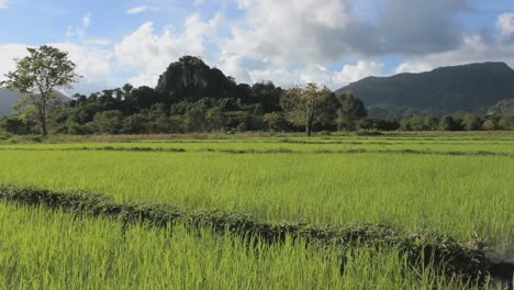 Grüne-Reisfelder-auf-den-Philippinen