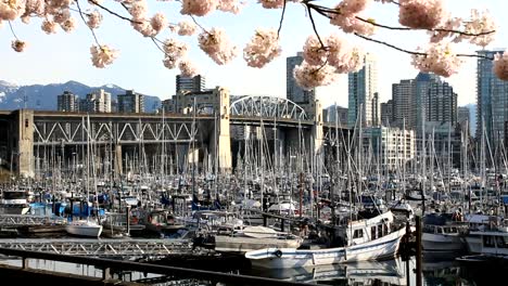 Burrard-Bridge-Spring-Blossoms,-Vancouver