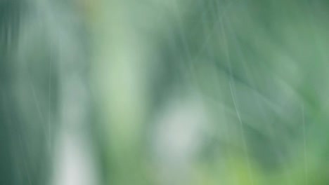 Rain-on-green-leaf-background