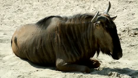 Bull-la-vaca-estadía-donwn-o-siéntese-en-el-campo,-full-HD