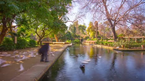 Parque-de-Sevilla,-estanque-y-hombre-con-pájaros-luz-de-día-4-K-lapso-de-tiempo-de-España