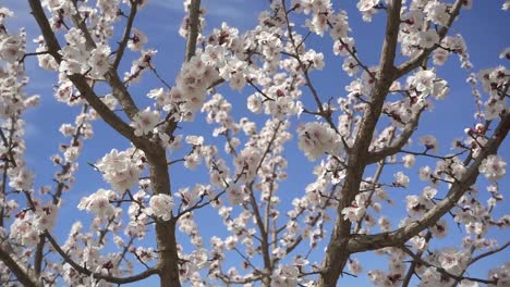 Spring-flowers-blooming.-Slow-motion