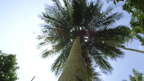 Las-palmera-en-la-selva.-Tiro-de-seguimiento-alrededor-del-árbol-de-Palma